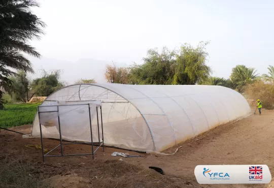 جمعية رعاية الأسرة تنفذ نشاط البيوت المحمية لتعزيز سبل العيش في محافظة شبوة