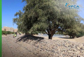 شاركت 250 أسرة مستهدفة في تدخلات النقد مقابل العمل وتم تزويدهم بالجولة الرابعة من المساعدة النقدية