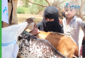 جمعة رعاية الأسرة تمكن النازحين الأكبر سناً في مدينة مأرب من خلال دعم سبل العيش